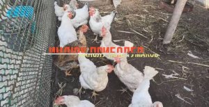 ЖИВЕМ В СТАНИЦЕ? ИНДЮК ПРИБОЛЕЛ? НАПОЛУЧАЛИ ТУМАКОВ