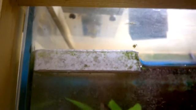 Автоматическая кормушка для аквариума на соленоиде (бета версия) смотреть онлайн