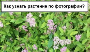 Как узнать растение по фотографии - распознать цветок, куст или дерево на фото, картинке и снимке