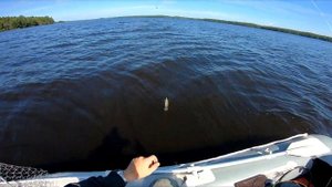 Серьезная река! Отводной поводок , джиг ! Жадный окунь!