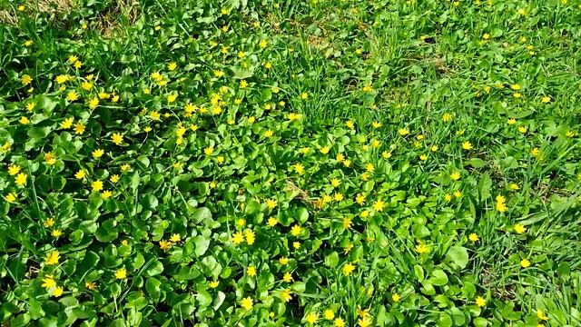 Цветы в парке Москвы. смотреть онлайн