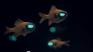 Подмигивающие рыбки семейства фонареглазовые (лат. Anomalopidae)