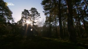 Nat Geo Wild: Дикая природа Шотландии: Высокогорье. Горцы / Wild Scotland. Highlands