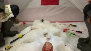 Навага отрывает удочки! Дикий клев наваги. Ловля наваги на Белом море