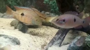 Никарагуанская цихлазома с мальком