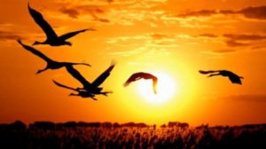 Владимир Воронов—Журавли