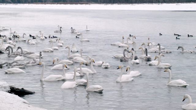 Как задержать молодежь на Алтае? Лебеди. смотреть онлайн