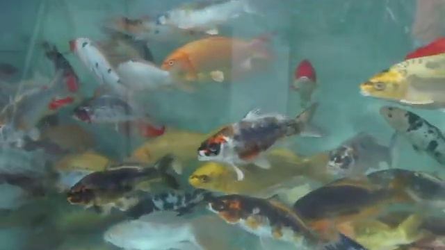 Карпы Кои смотреть онлайн