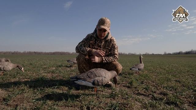 Чучела белолобого гуся Duck Mania Elite | Весеннее открытие охоты на гуся рядом! смотреть онлайн