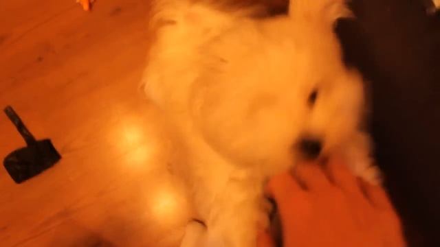 Мальтийская болонка (Кит) атакует. :) смотреть онлайн