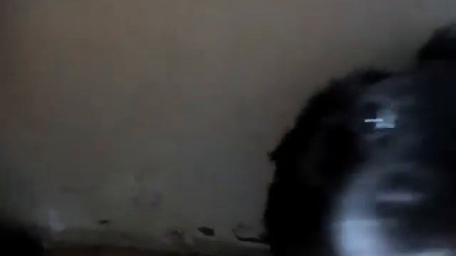 Собака клянчит еду у кошки смотреть онлайн