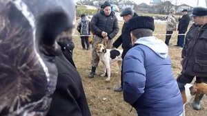 Выводка гончих пород собак 23-02-2014г. г. Валуйки  часть вторая.