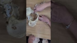 Анатомия. Строение таза