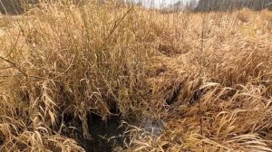 Ловля ЩУКИ на ВОБЛЕРЫ в НОЯБРЕ! Рыбалка на СПИННИНГ по МАЛЫМ РЕКАМ!