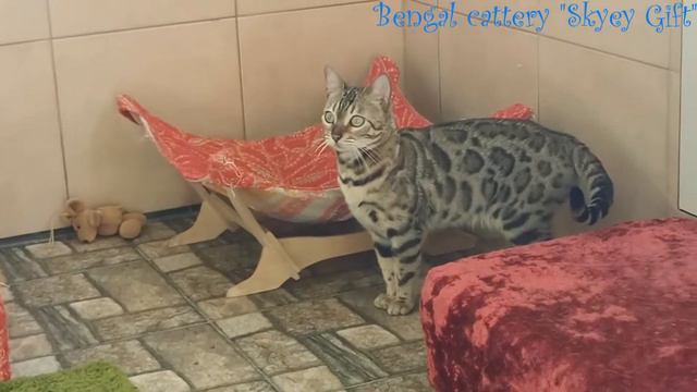 Розплідник бенгальської кішки Skyey Gift . Характер і повадки бенгала особливості поведінки.