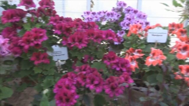 Рижский ботанический сад. Теплица в ботаническом саду города Рига смотреть онлайн