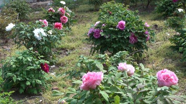 Peony Garden 4-20-2017 n смотреть онлайн
