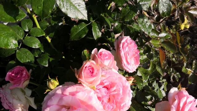 Цветение моих роз в июле  2023 смотреть онлайн