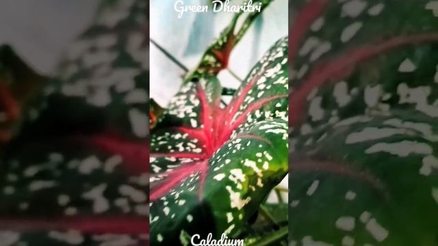 Caladium Plant #garden #gardening #plants #caladium #odisha