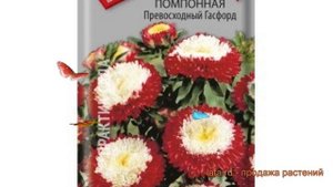 Астра помпонная Превосходный Гасфорд ? обзор: как сажать, семена астры Превосходный Гасфорд