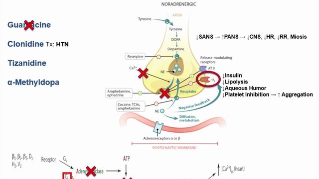 USMLE RX - 11.Фармакология - 1.Препараты Автономной НС - 14.Симпатолитики (Альфа-2-агонисты)