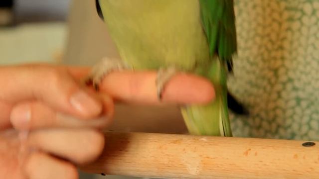 Александрийский попугай, приручение молодого самца.