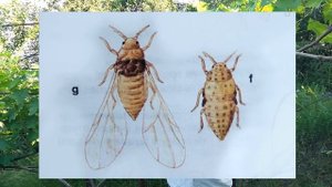 @Начинающему виноградарю о филлоксере