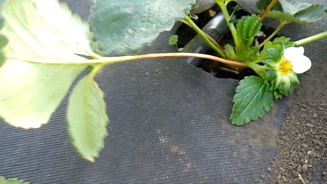 Обзор и вторая подкормка мини плантации клубники Мальга Вивара Гармония Купчиха смотреть онлайн