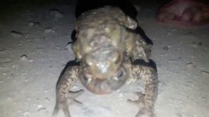 Брачная ночь жаб