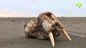 Полярные истории: "Остров Надежды" Часть 1