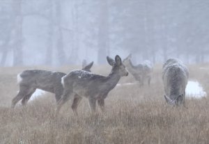 Температурные качели