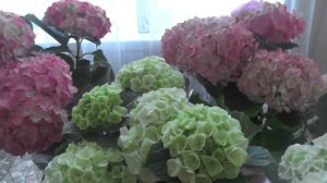 Клара Бойко Комнатные растения Гартензия