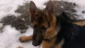 немецкая овчарка /Берта