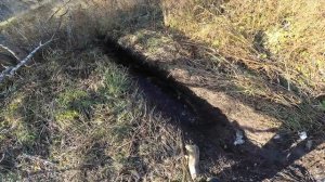 Охота на бобра проходными капканами, с приманкой и следовой насторожкой от СУАС!!!