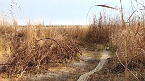 Ловля певчих птиц 2020. Щеглы, реполовы, снегурки. Ловля тайником.