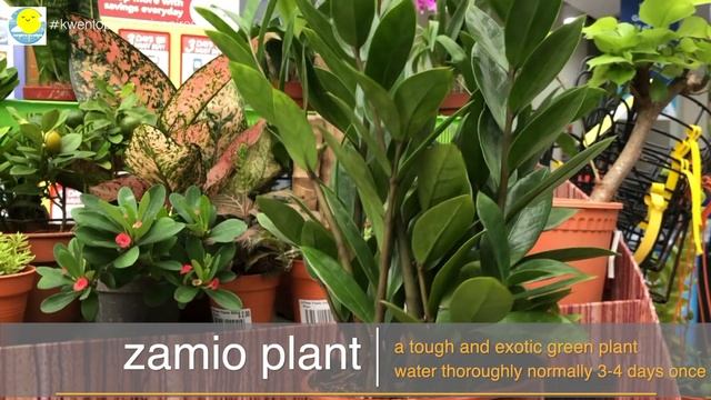 TOP 10 INDOOR PLANTS || AIR PURIFYING PLANTS || PLANTS FOR BEGINNERS смотреть онлайн