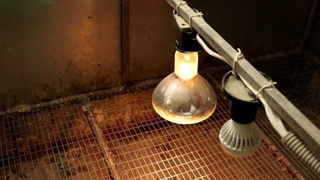 Брудер для перепелов  Какие варианты можно сделать?