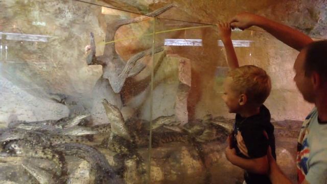 А вы кормили крокодилов? Жми и смотри! смотреть онлайн