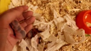 СБЕЖАЛ КРЫСЕНОК!? КРЫСЯТАМ 8 ДНЕЙ ОТ РОДУ!