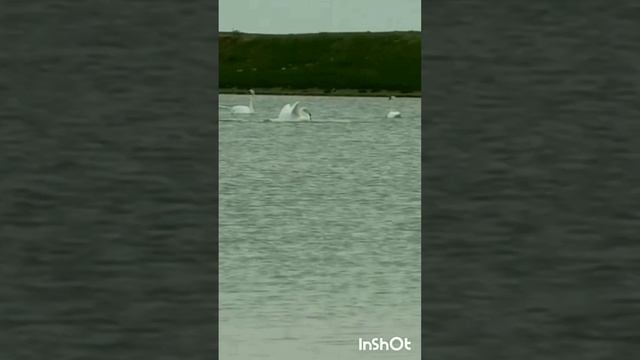 хэерле иртэ,имин коннэр дусларым! смотреть онлайн