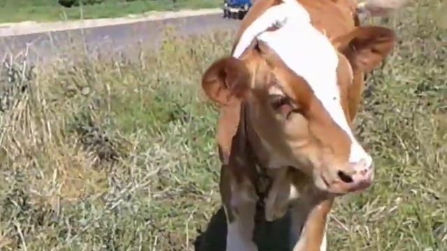 Показываю маленького бычка смотреть онлайн