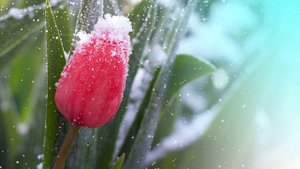 Футаж. Цветы на снегу 28  Footage. Flowers in the snow 28