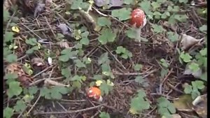 Рядовки дымчатые и синие в лесу. Съедобные грибы