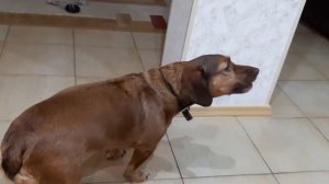 Собака поёт под пианино