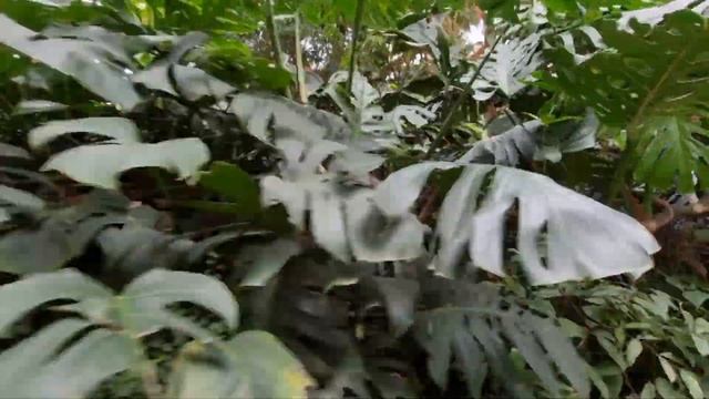 Зоопарк Цюриха смотреть онлайн