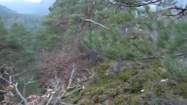 ADELSFELS - pinède sur dalle à callunes et cladonias - смотреть онлайн