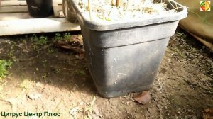 Гранат сорт Ак-дона