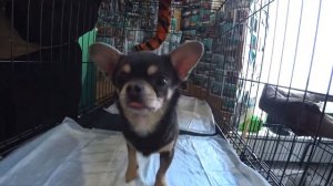 Посмотрели бездомных чихуашек 🥲