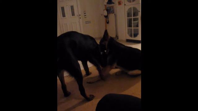 Немецкая овчарка САРА VS ротвейлер Джампер смотреть онлайн