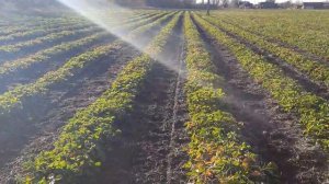 Обход полей клубники Румба и Клери.